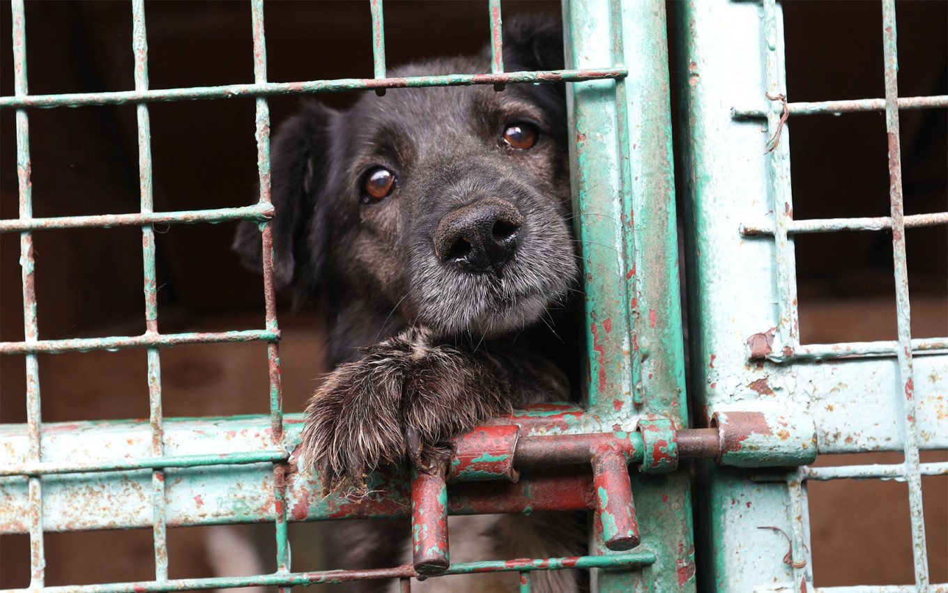 
					Stray animal shelter.					 					Kirill Zykov / Moskva News Agency				