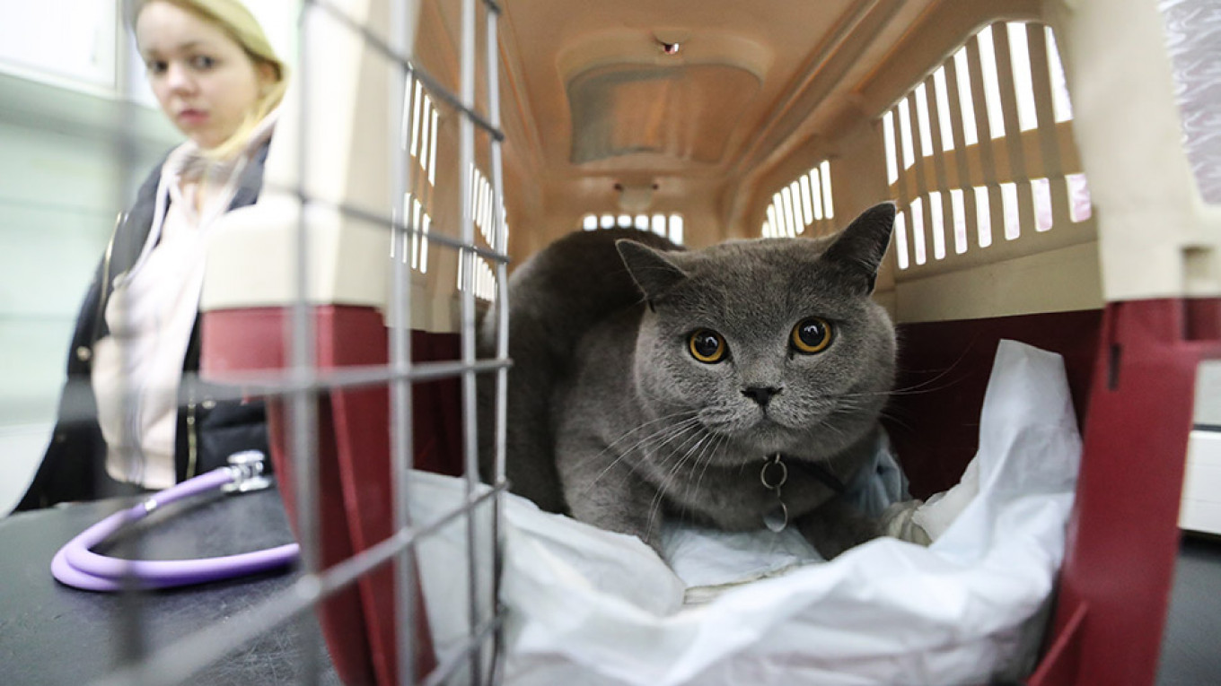 No Fat Cats In The Plane Cabin Russia Says The Moscow Times