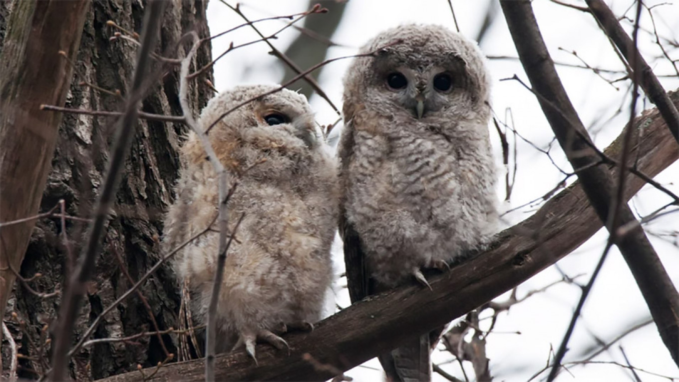 
					Tawny owlets					 					 Anton Mironenko-Marenkov				