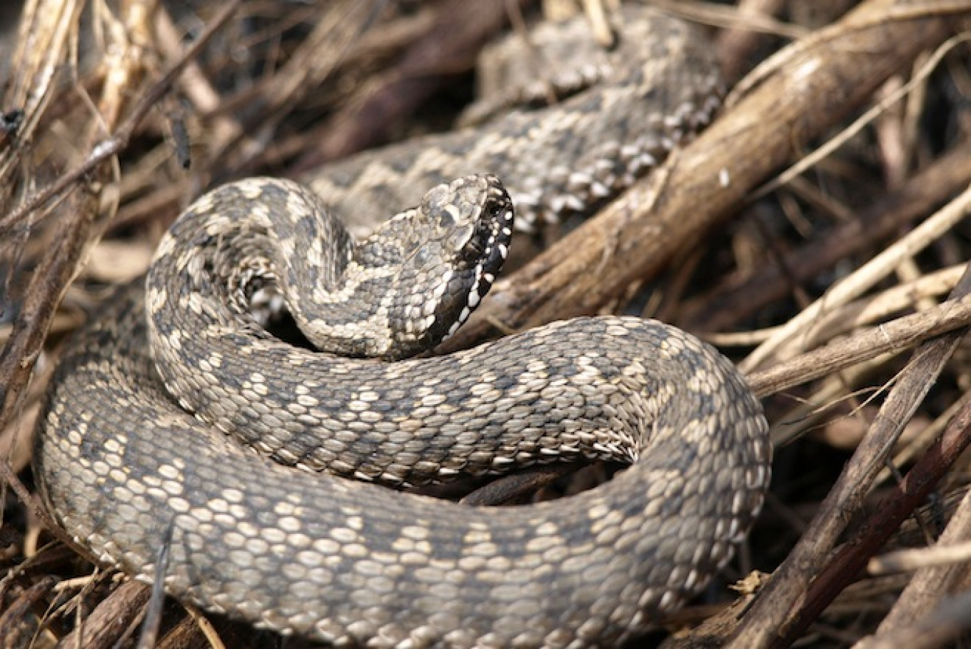 Snakes, Snakebite Selfies Up in Russia Due to Rainy Summer