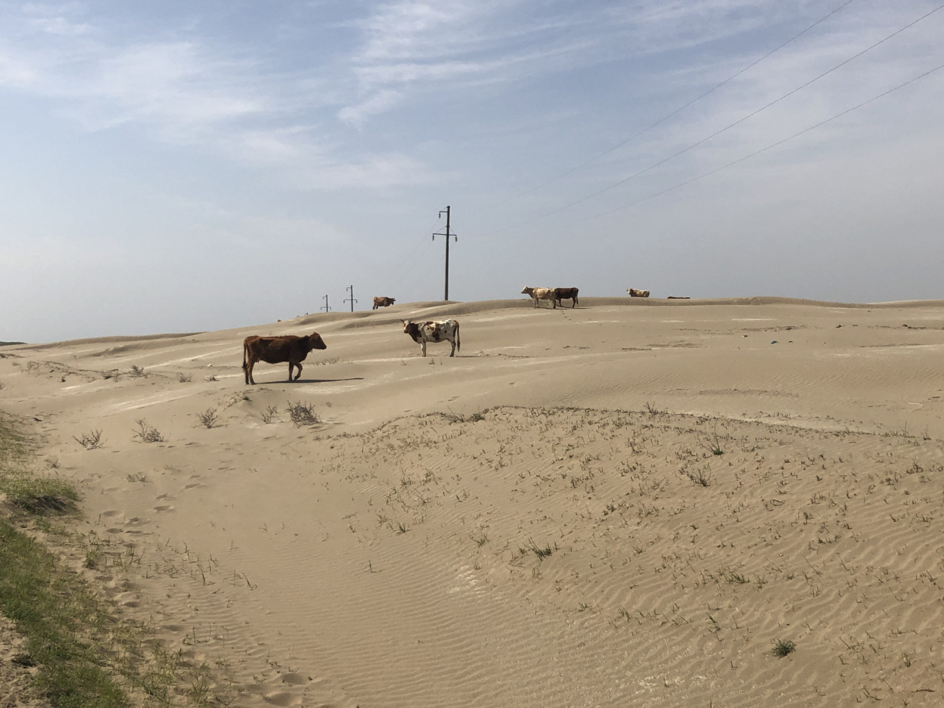 
					Throughout the Nogai lands, stray cows roam the expanding sand dunes.					 					Felix Light / MT				