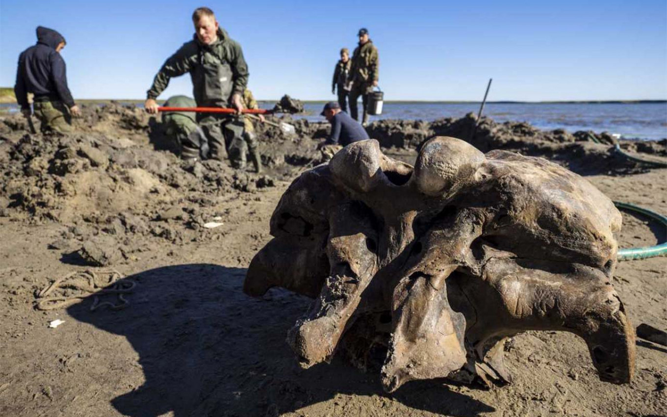 Frozen Woolly Mammoth In Russia