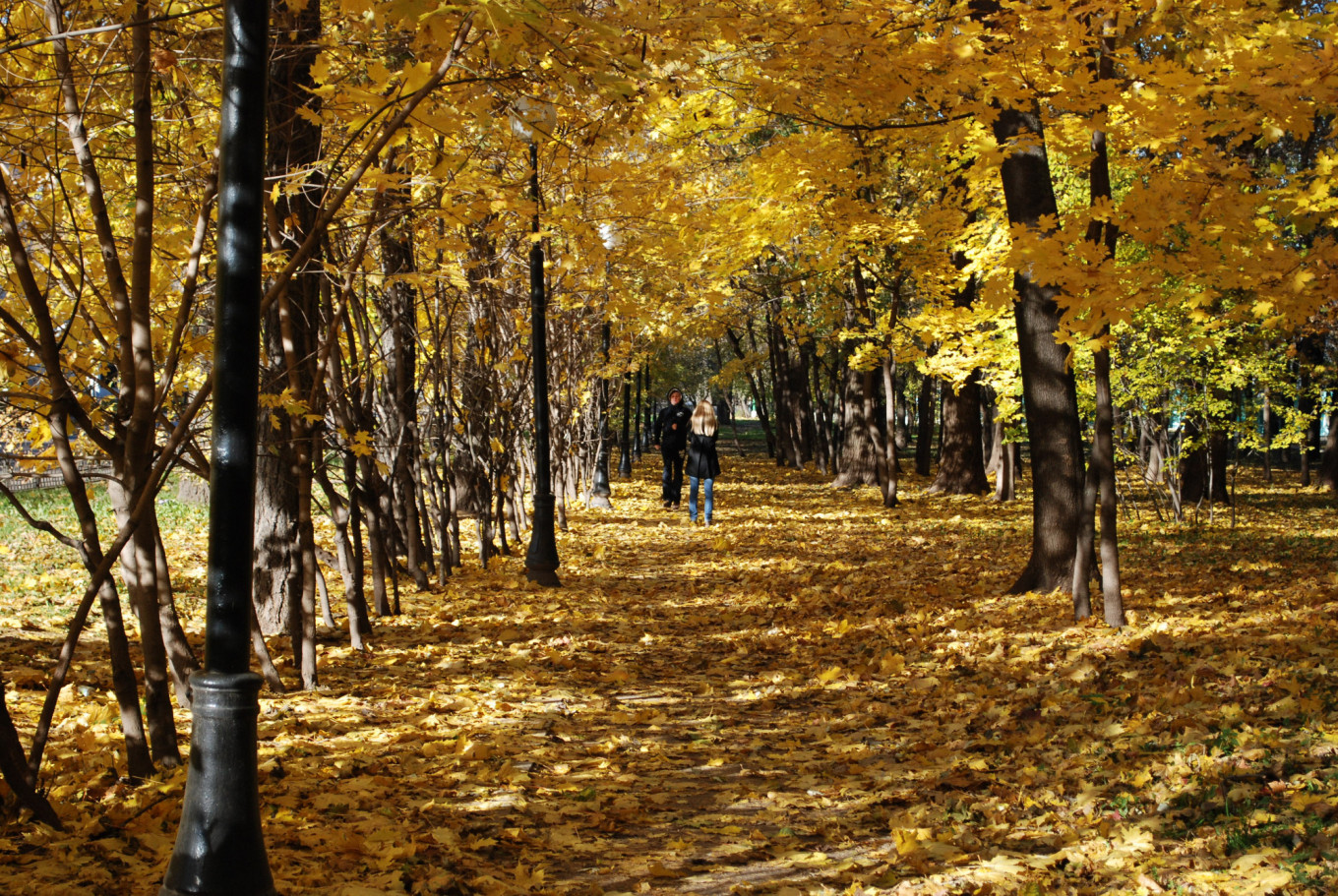 
					Golden autumn					 					Michele A. Berdy / MT				