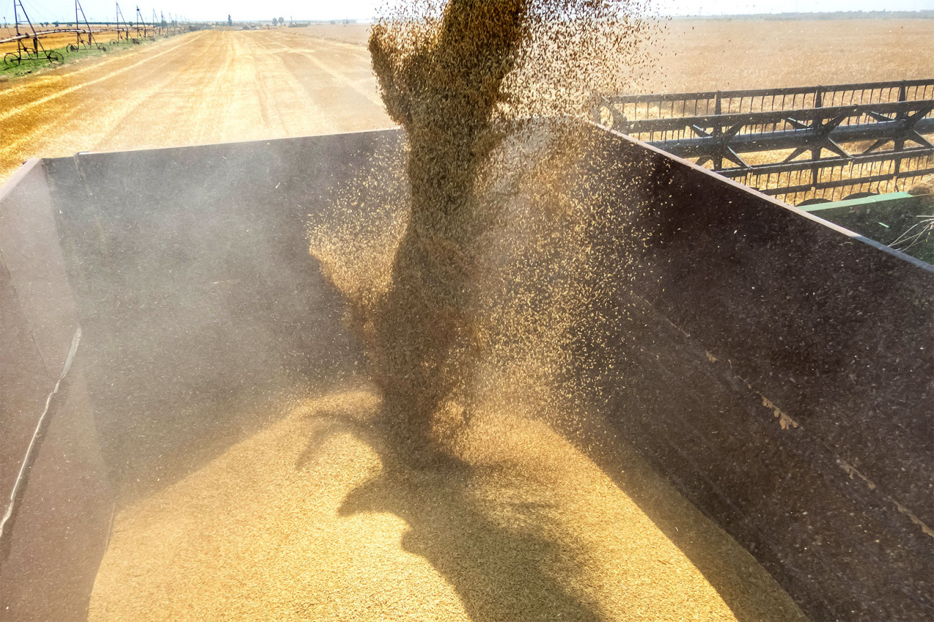 Bitter Harvest: Russia Gathers Grain in Occupied Ukraine