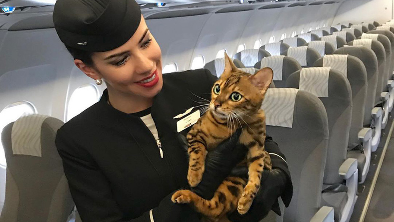 I&#39;m Not Baggage&#39;: Russian Pets Unite in Flashmob After Cats&#39; Airplane Death - The Moscow Times