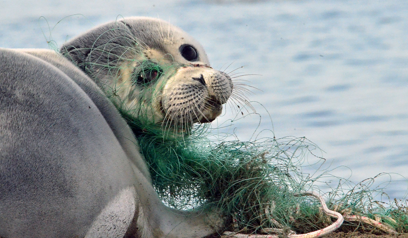 
					Caspian seal entangled in nets.					 					sev-in.ru				