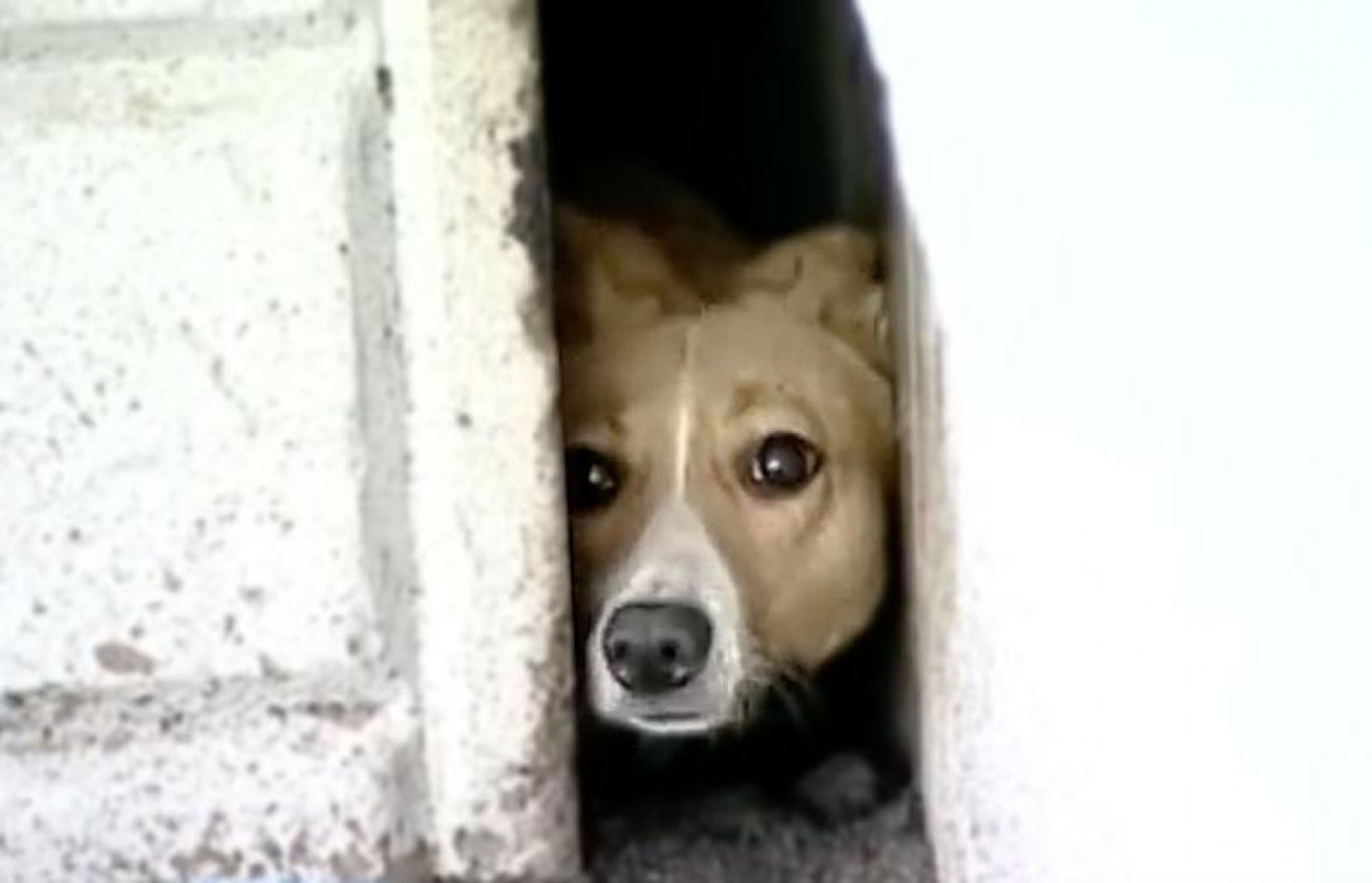 Russian City Officials Wait 3 Years to Rescue Trapped Dog