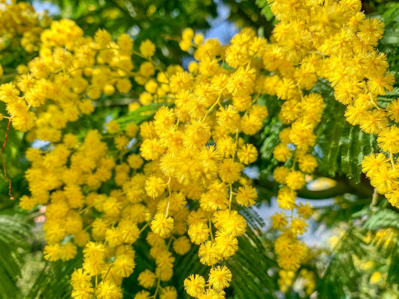 
					Mimosa flowers.					 					pixabay				