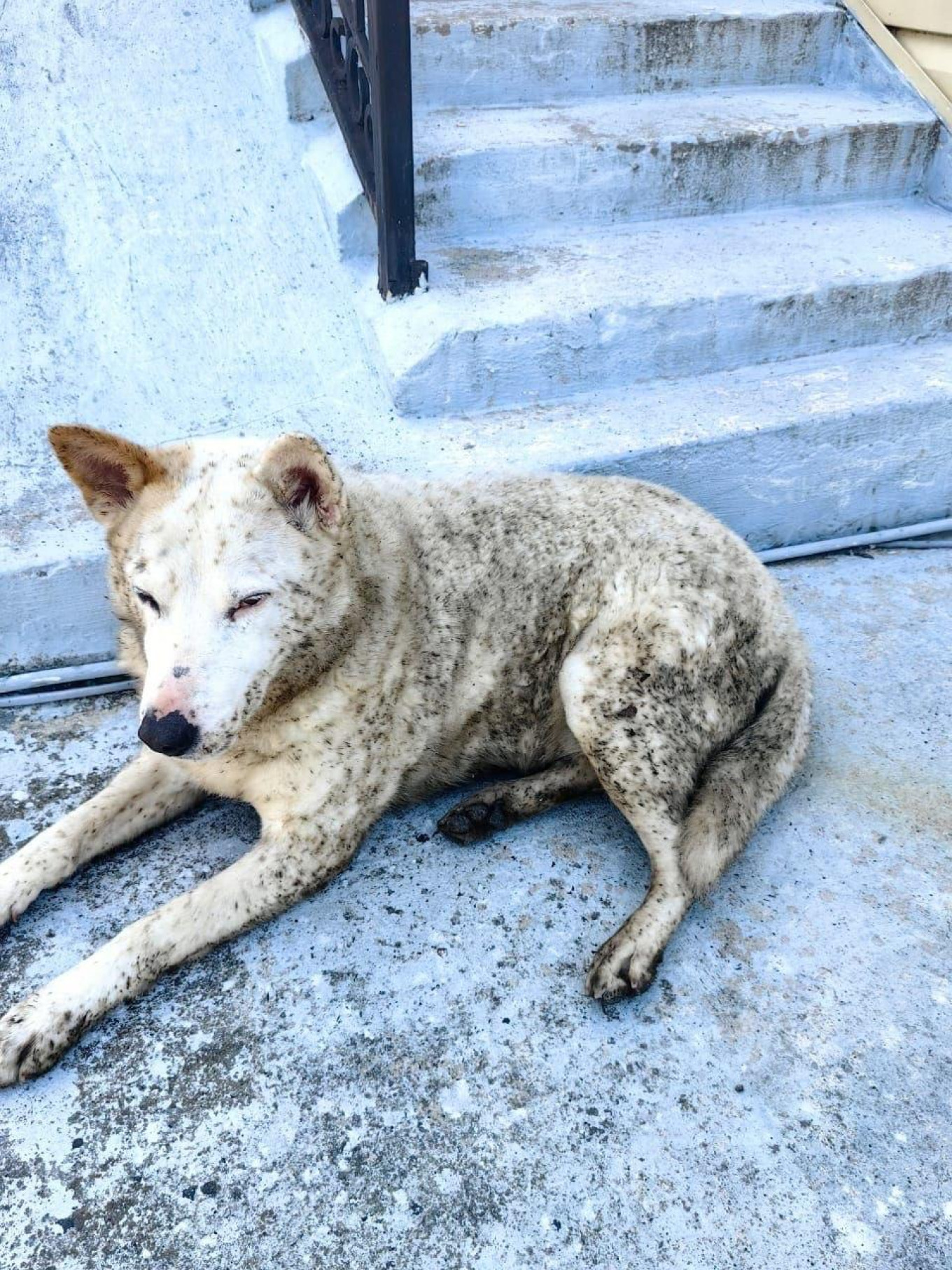 
					A stray dog covered in drops of polluted rain in Tuapse, Russia					 					razlivnasvyazi / Telegram				