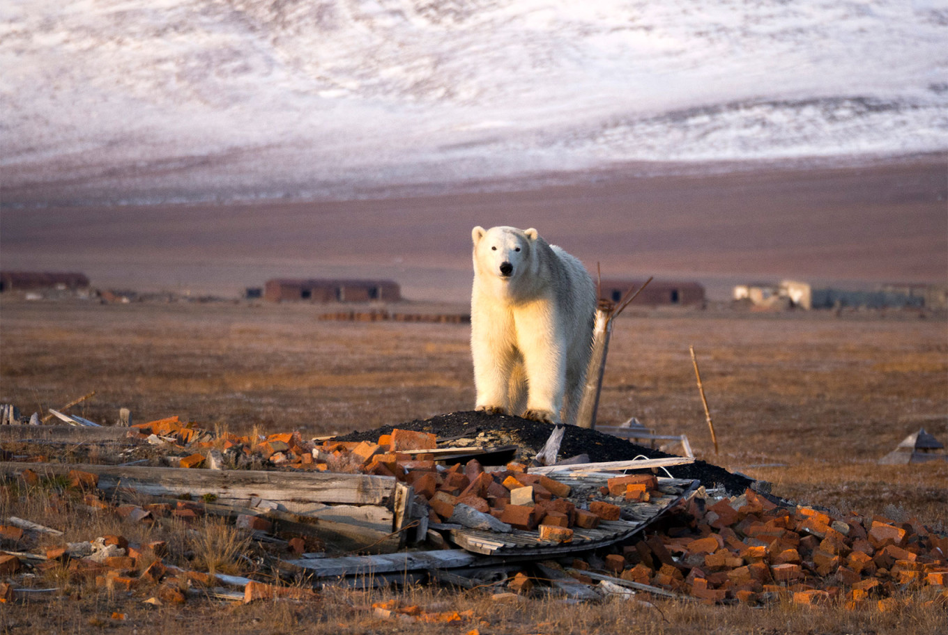 In Photos: On Russia's Remote Wrangel Island, a Haven for Arctic Wildlife -  The Moscow Times