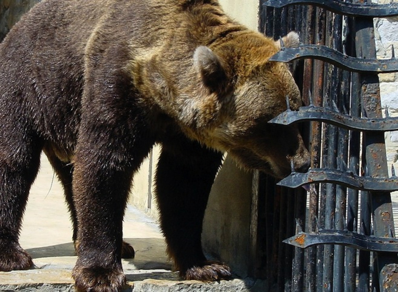 Siberians Rally Behind Bear That Mauled Young Woman