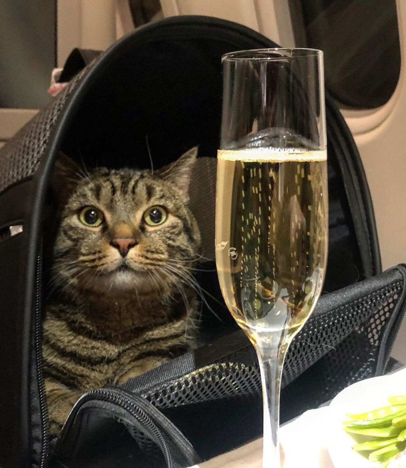 Russian Cat Dodges Airline S Weight Limit With Sneaky Switch Off