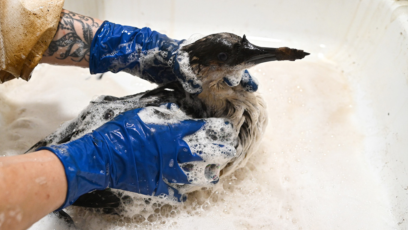 
					A volunteer washes a black-throated loon affected by an oil spill.					 					Igor Onuchin /T ASS 				
