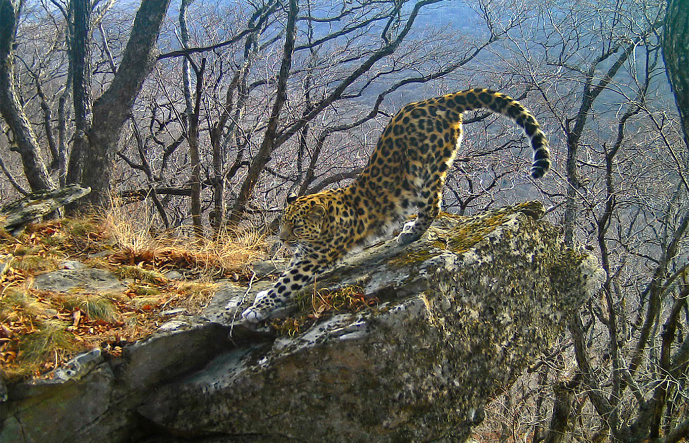 
										 					Land of the Leopard national park				