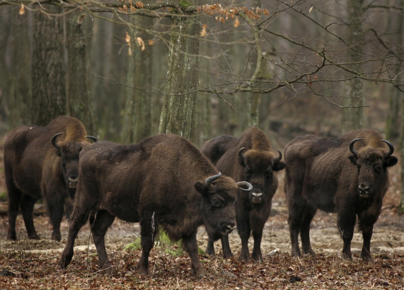 
					Bisons are seen in an open-air cage in Belovezhskaya Pushcha national park, near the village of Kamenyuki, Belarus.					 					Sergei Grits / AP				