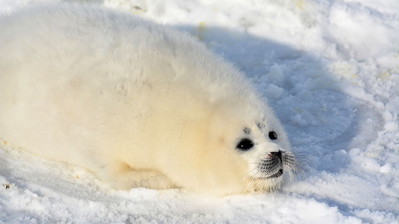 
					Caspian seal pup.					 					sev-in.ru				