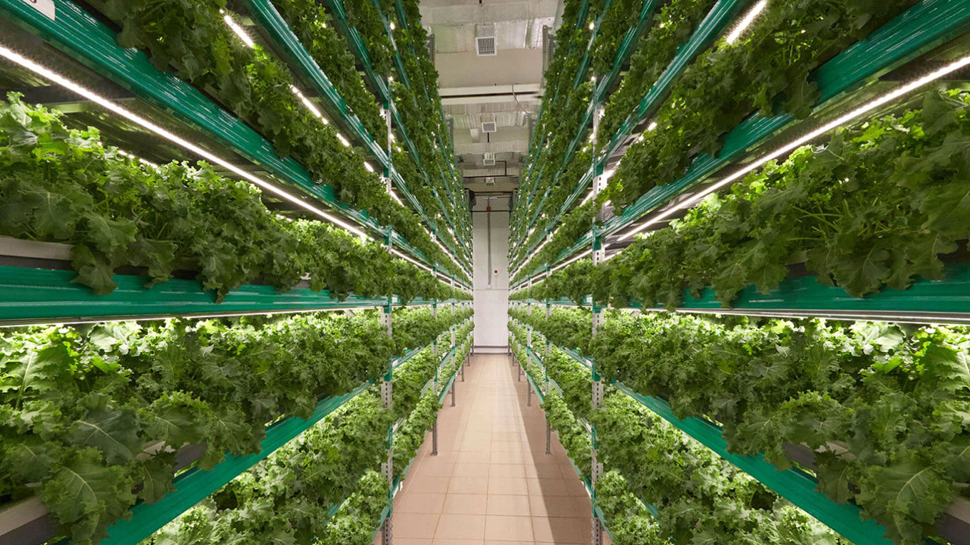 
					Growing shelves are packed into a hi-tech warehouse.					 					iFarm				