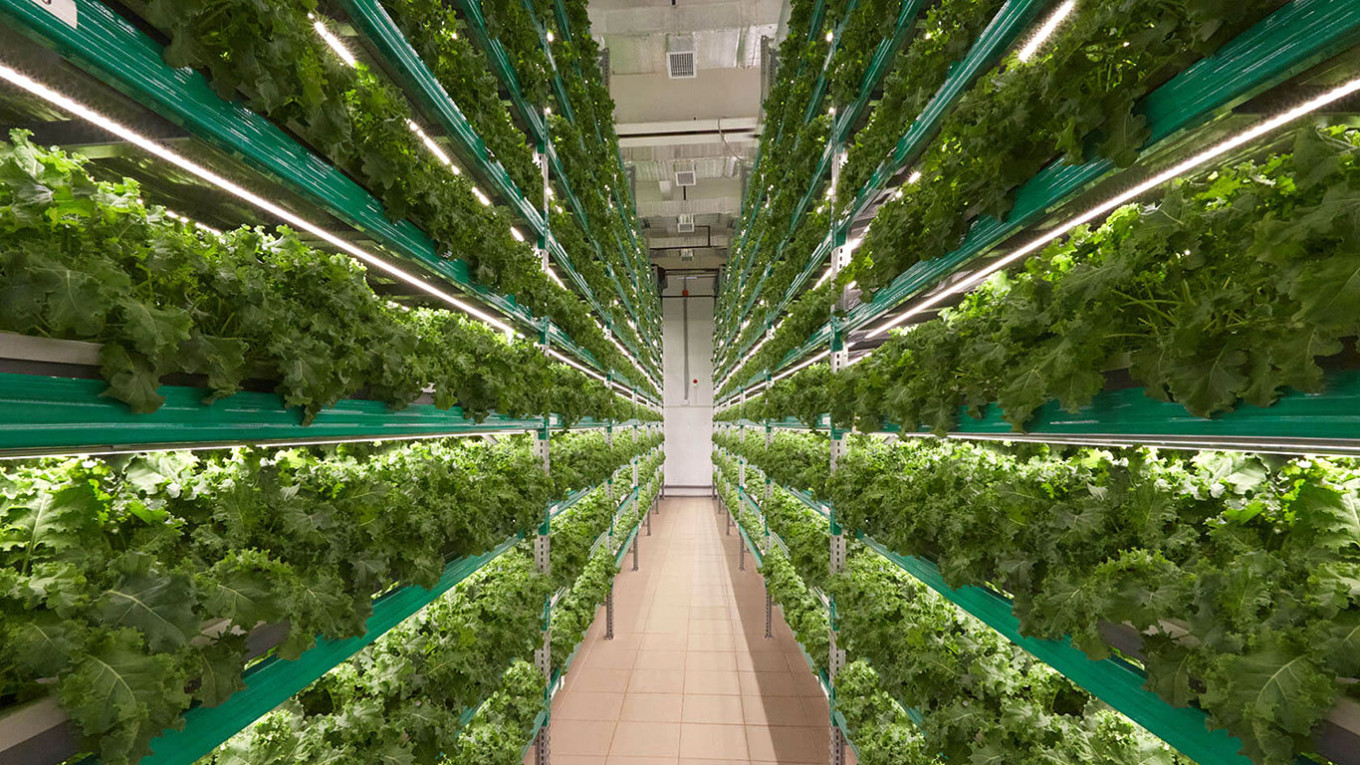 
				Growing shelves are packed into a hi-tech warehouse.				 				iFarm			