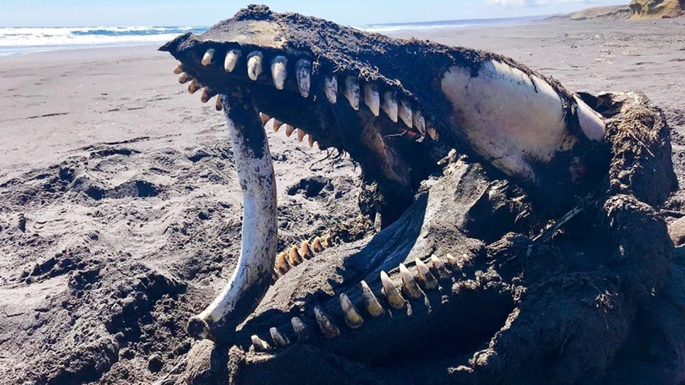 Enormous Whale Skeleton Found on Beach in Russia’s Far East - The