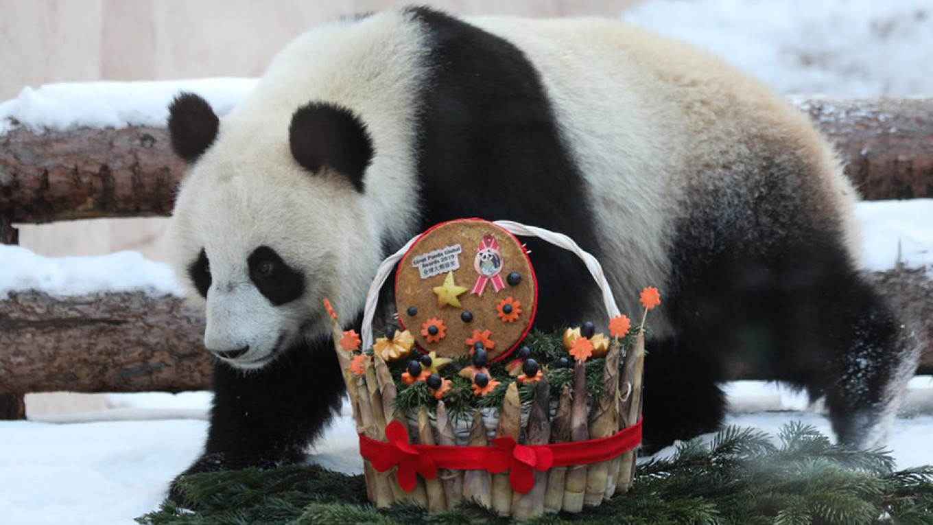 moscow zoo panda