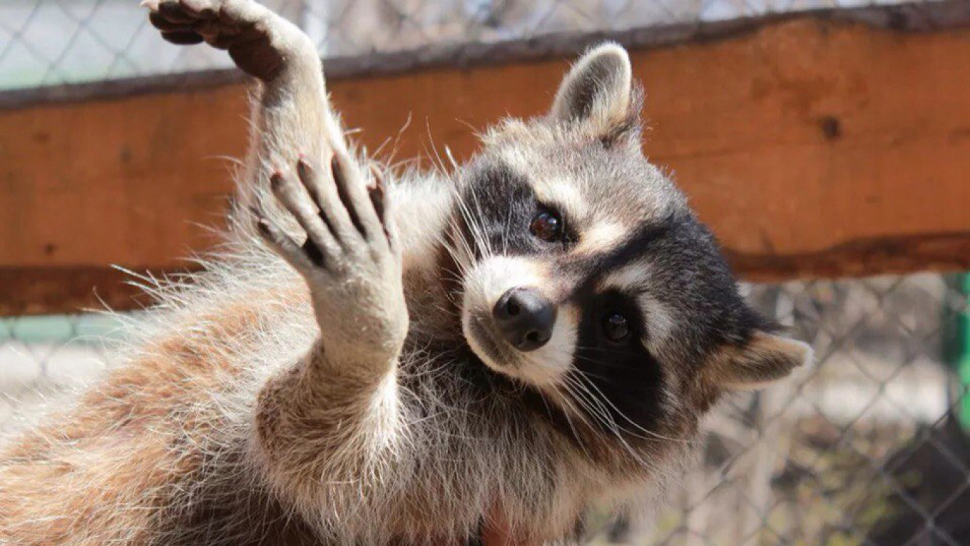 
										 					Raccoon Nathan / Irkutsk Zoo				