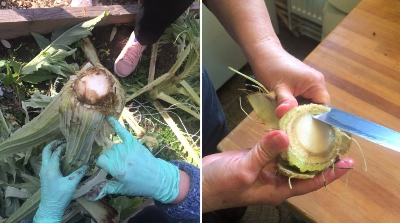 
					Here is the "heart" of the cardoon.					 					Courtesy of authors				