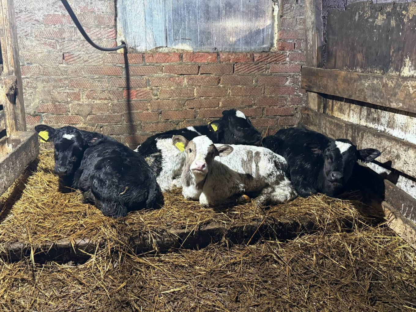 
					Calves at Daria Mironenko's farm in the village of Kozikha.					 					dariagriamironenko / Telegram				