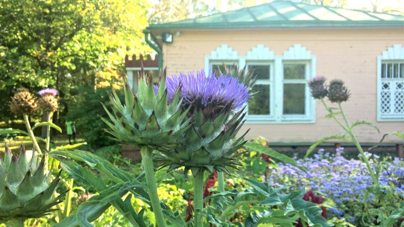 
					Artichokes still grow at Chekhov's estate in Melikhovo near Moscow.					 					Courtesy of the authors				