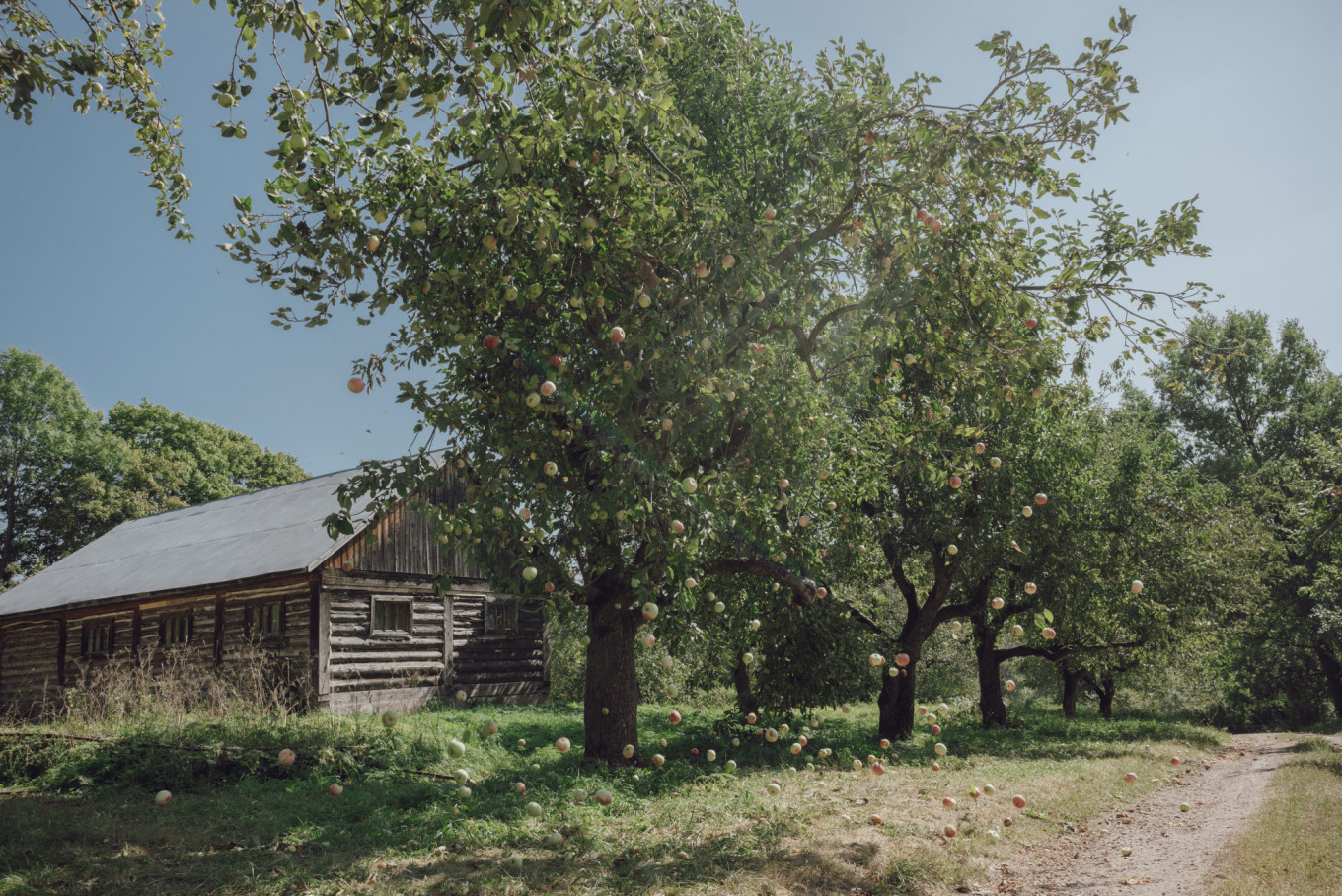 
					Yasnaya Polyana has more than 40 acres of orchards where more than 33 varieties of apple grow.					 					Daria Trofimova / Yasnaya Polyana				