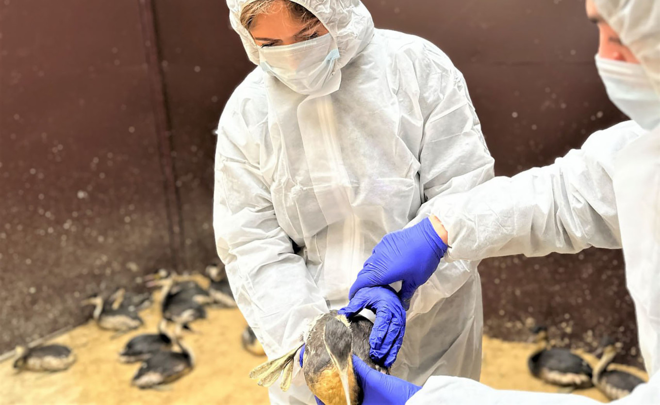 
					Volunteers take care of a rescued seabird.					 					@opershtab23 / Telegram				