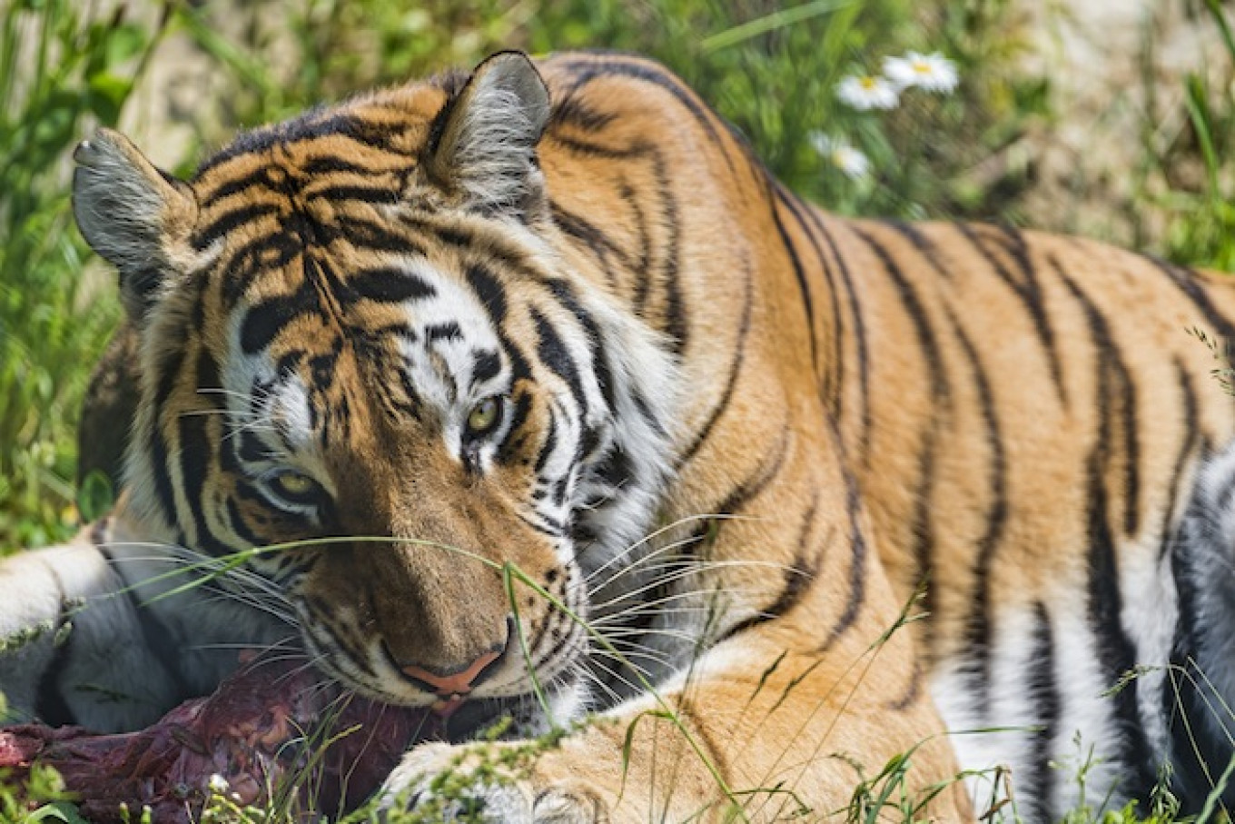 Putin S Tiger Kills Bear