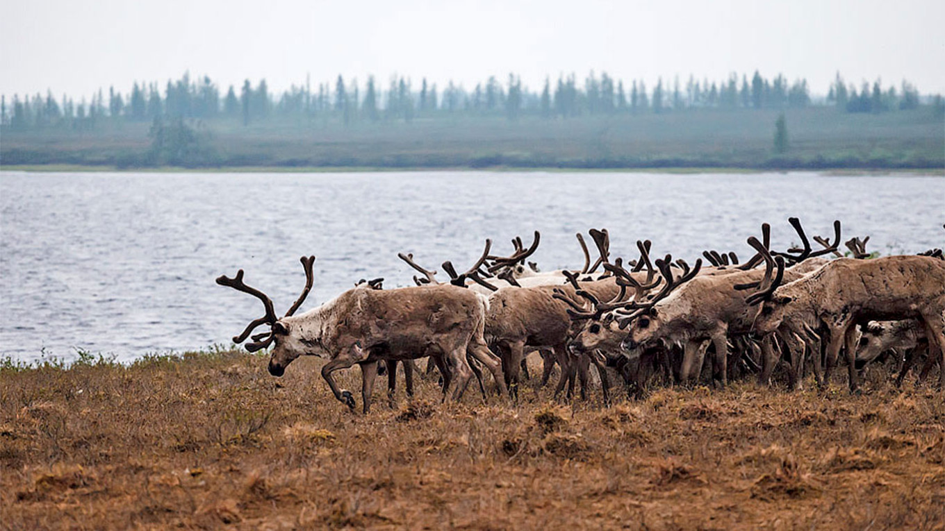 
					Reindeer on the Yamal Peninsula.					 					Aleksandr Popov / flickr (CC BY-SA 2.0)				