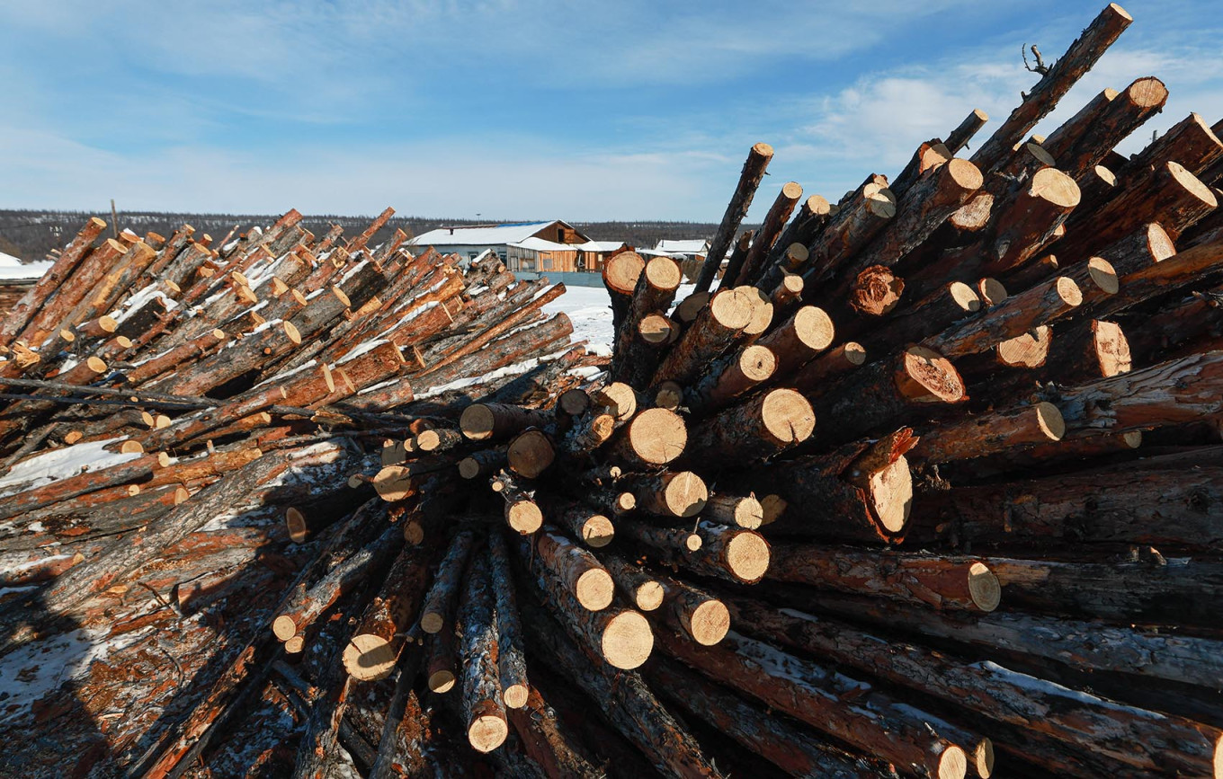 Wood logging in the village of Sakkyryr in Russia's republic of Sakha. Vladimir Smirnov / TASS
