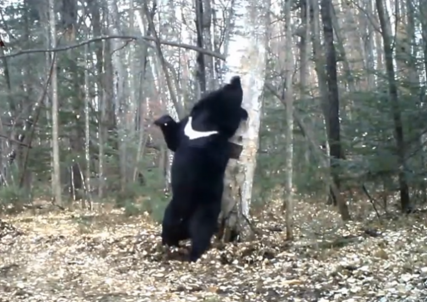 Bear Caught On Camera Dancing In Russias Far East Video