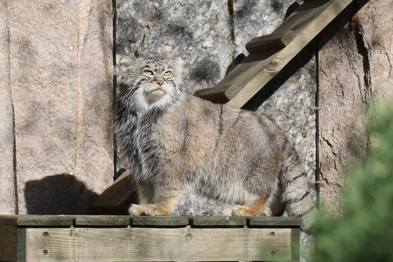 
										 					Moscow Zoo / Telegram				