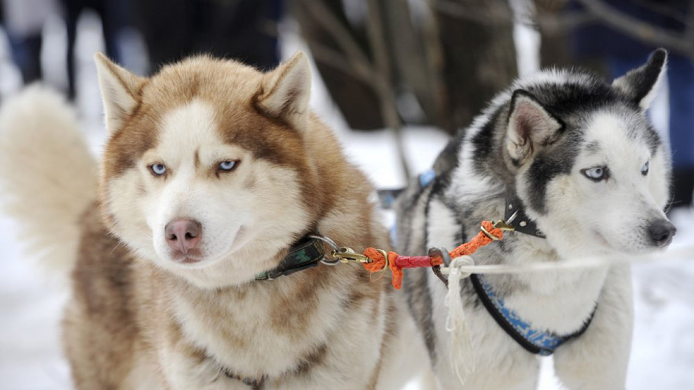 Russia S Northern Fleet Bolsters Its Forces With Siberian Huskies The Moscow Times
