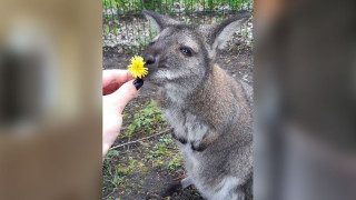 Kangaroo Killed in Shelling of Russian Zoo - The Moscow Times