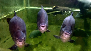 Moscow to Send Hundreds of Fish to Flood-Stricken Crimea Aquarium - Vimarsana News
