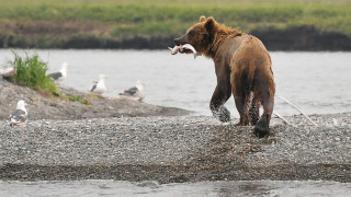 'Animal Burial Ground': Illegal Fish Dump Sparks Investigation in Kamchatka - Vimarsana News