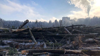 Moscow Mayor's Urban Forest 'Improvement' Sparks Grassroots Resistance - Vimarsana News