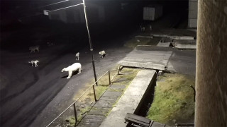 Wandering Polar Bear in Northern Russia Sends Town Into 'High Alert' - Vimarsana News