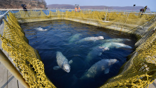 Russia Closes Notorious 'Whale Jail' - The Moscow Times - Vimarsana News