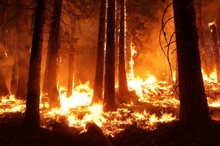 Soul of Siberia　Wild Siberia fired Siberia on fire – every summer – Faktantarkistusblogi