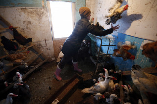Russia Detects First Case of H5N8 Avian Flu in Humans - Vimarsana News