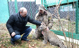 From St Petersburg to Sochi – Leopards dreaming big after Russian relocation