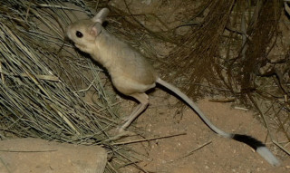 Moscow Zoo Puts Jerboas in Fridge to Make Them 'Despair'