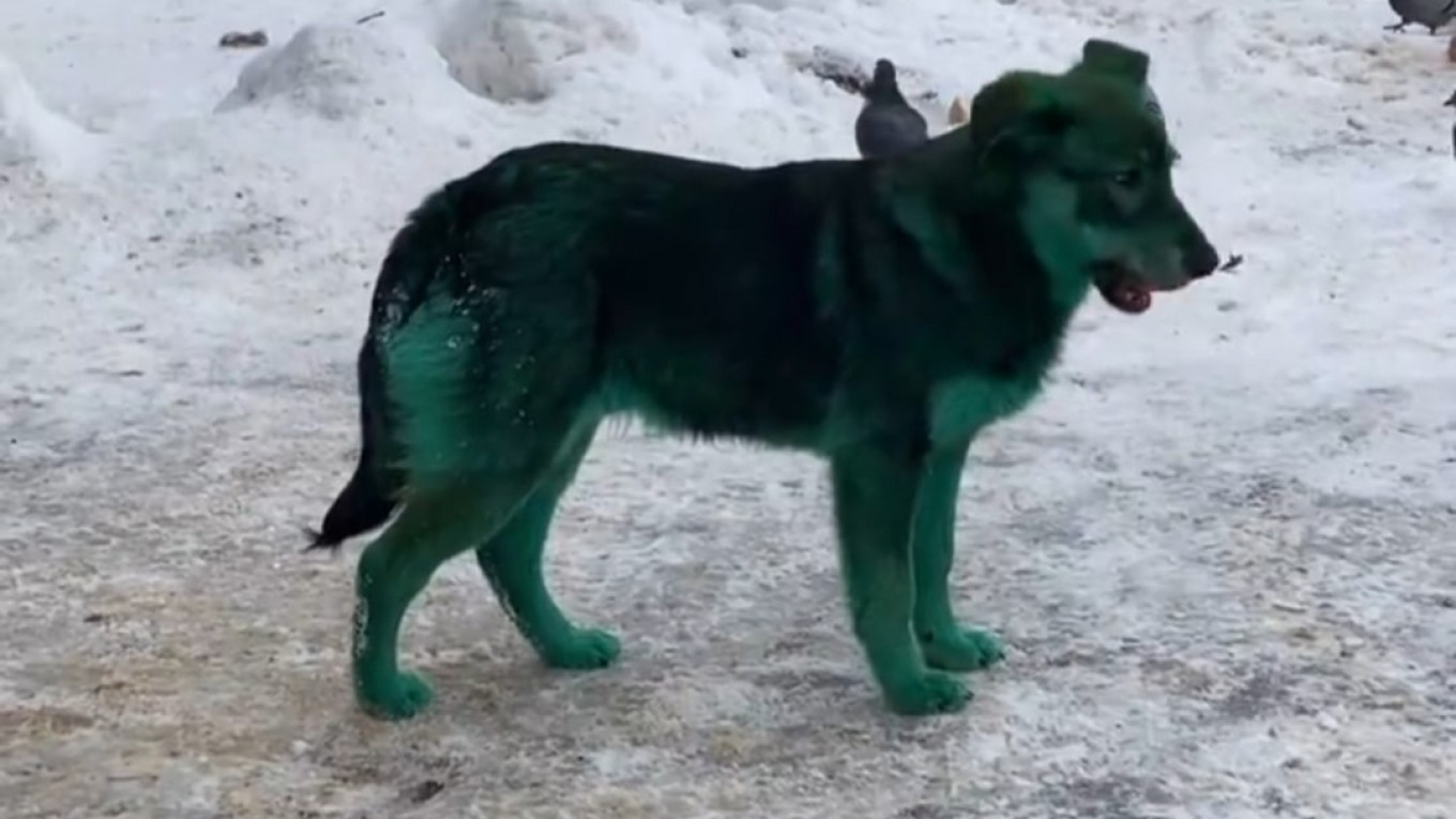 Почему собака синяя. Зеленая собака. Зеленые собаки в Подольске. Собаки зеленого окраса. Зеленые собаки в Дзержинске.