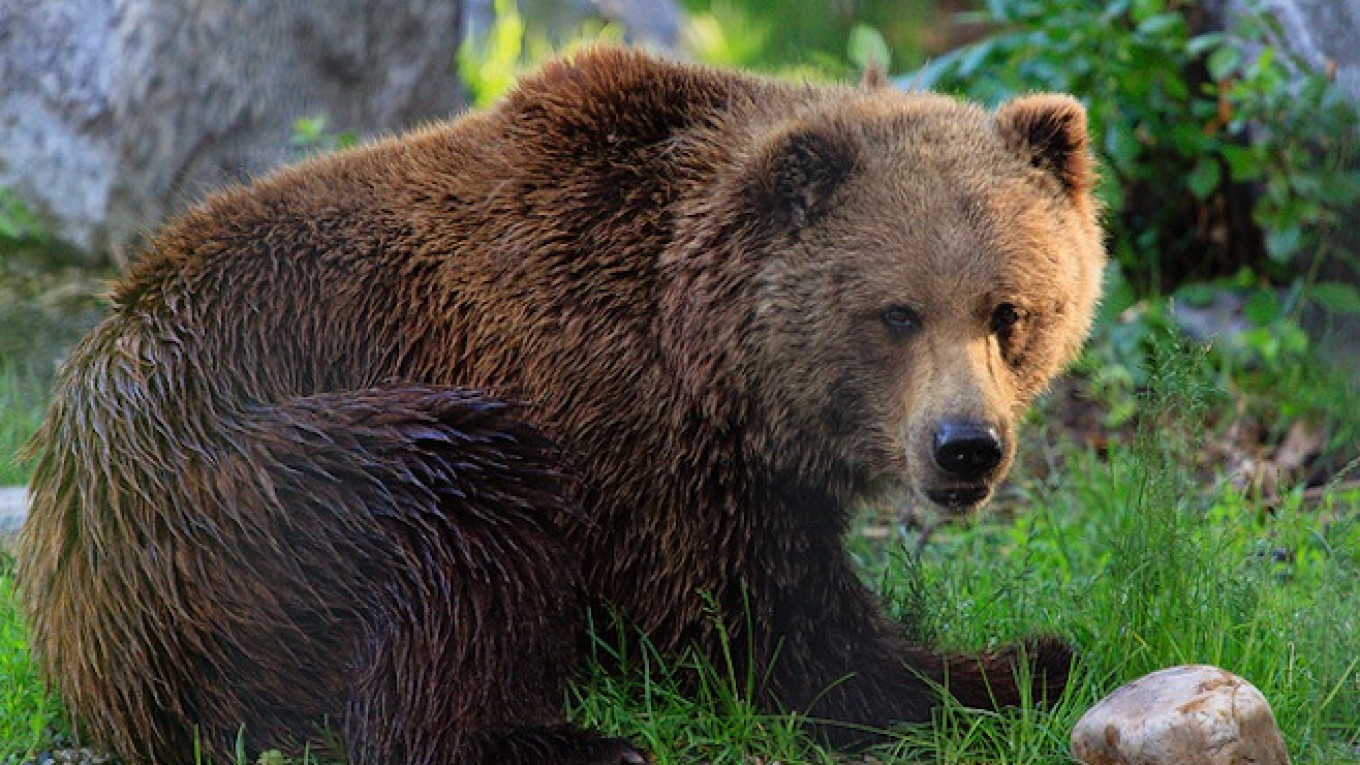 Attacked by Bear, Russian Man Shoots Brother - The Moscow Times