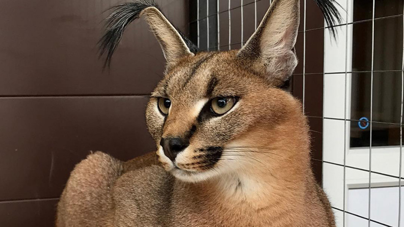 Wild Cat Social Media Star in Russia Thanks to Hyperactive Ears