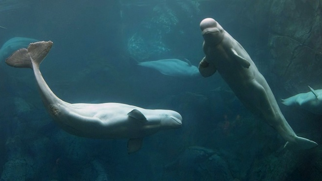 Georgia Aquarium's Beluga Whale Capture Comes Under Fire